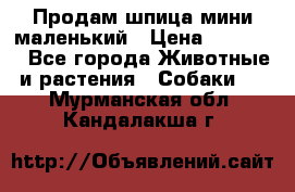 Продам шпица мини маленький › Цена ­ 15 000 - Все города Животные и растения » Собаки   . Мурманская обл.,Кандалакша г.